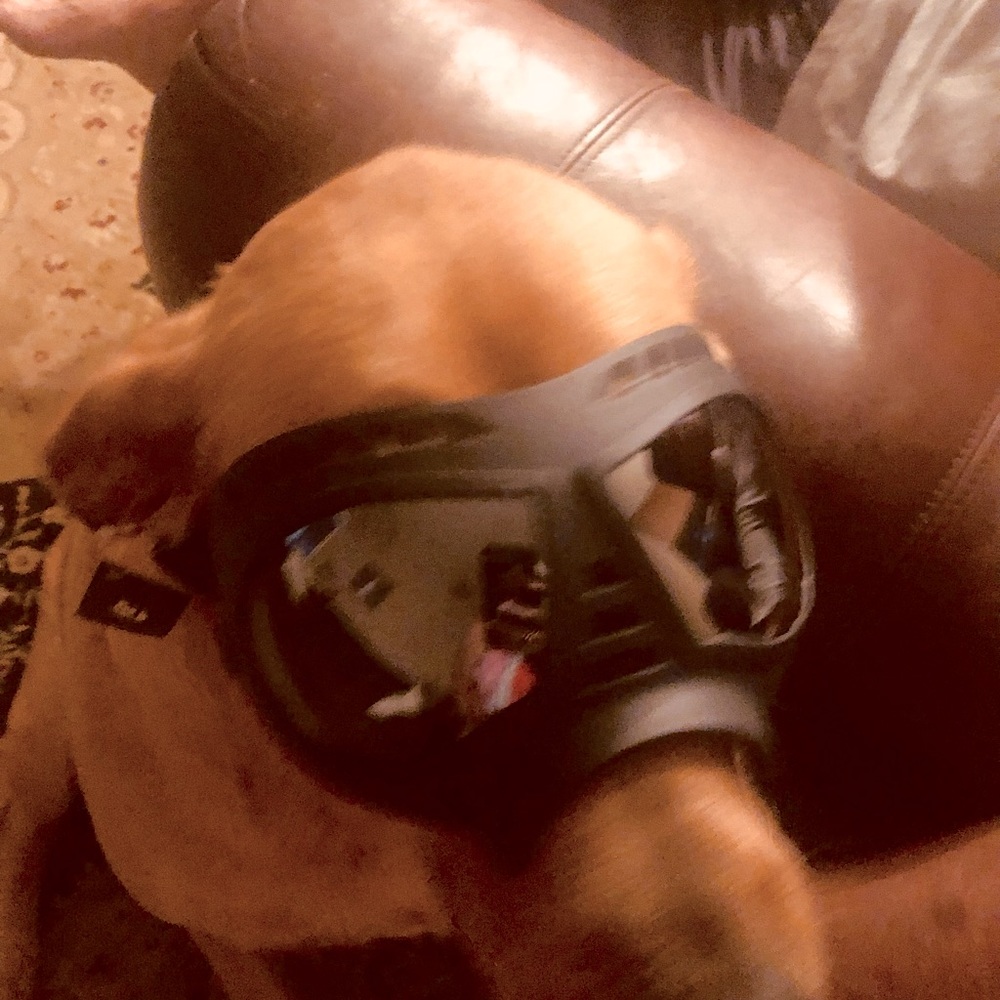 Namsan Dog Goggles